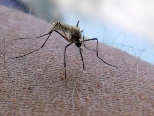Myggor ska bekämpa denguefeber