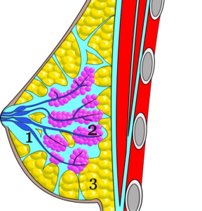1. Mjölkgångar (blå kanaler) 2. Mjölkkörtel (lila klungor) 3. Fettvävnad (gul)