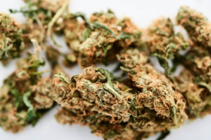 Medicinsk cannabis (Bediol)